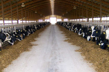 Holstein Breed