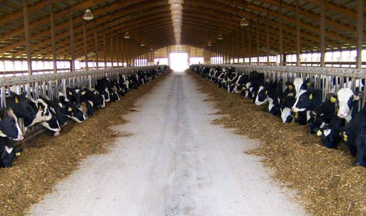 Holstein Breed