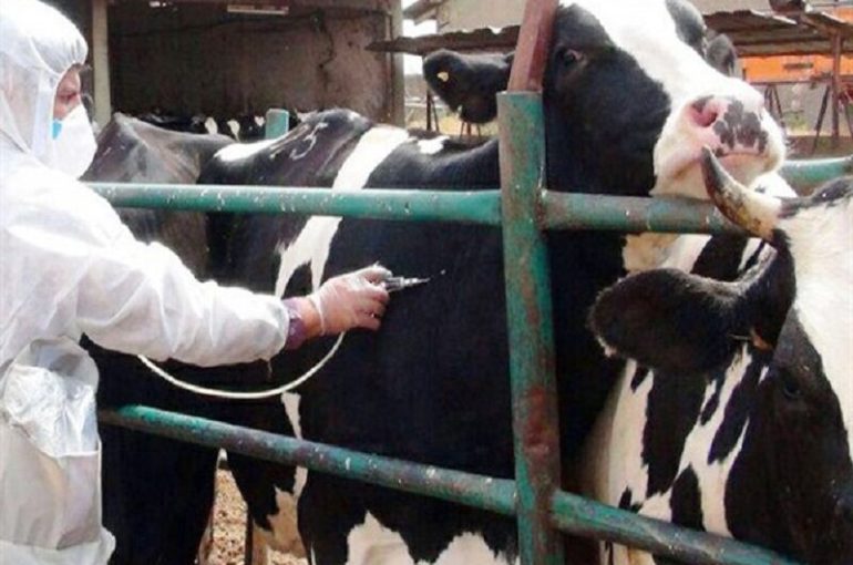 Quantity, Quality, Efficacy, and Duration of Immunity of Foot-and-Mouth Disease Vaccines in Dairy Cows
