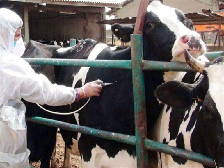 Quantity, Quality, Efficacy, and Duration of Immunity of Foot-and-Mouth Disease Vaccines in Dairy Cows