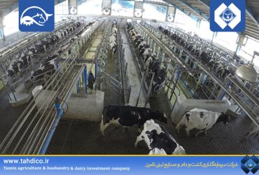 Record of 45 Kilograms Milk Production Set at Dargazin Livestock Complex by Goldasht Namuneh Isfahan Livestock Company