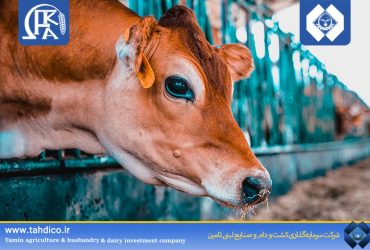 45% Increase in Operating Revenue of Feka Cultivation and Dairy Knowledge-Based Company in Spring 1404