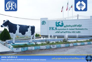 Feka Cultivation and Dairy Company Sets a Record in Jersey Cow Milk Production