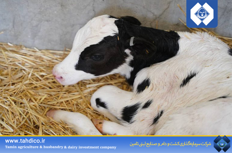 The Birth of the First Calf from Exported Embryos of Elite Holstein Cows by FKA Company to Korea