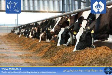185% Growth in Net Profit for Malardshir Company in the First Quarter of 2025 Compared to the Same Period Last Year