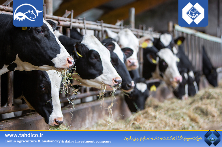 Commencement of Operations at GolDasht Nemouneh Esfahan’s Third National Project / First Phase of Livestock Enter Shirvan Project