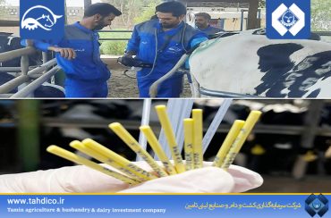 Goldasht Nemooneh Isfahan Takes a New Step in Herd Genetic Improvement; First Embryo Transfer Program Successfully Completed