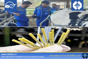 Goldasht Nemooneh Isfahan Takes a New Step in Herd Genetic Improvement; First Embryo Transfer Program Successfully Completed