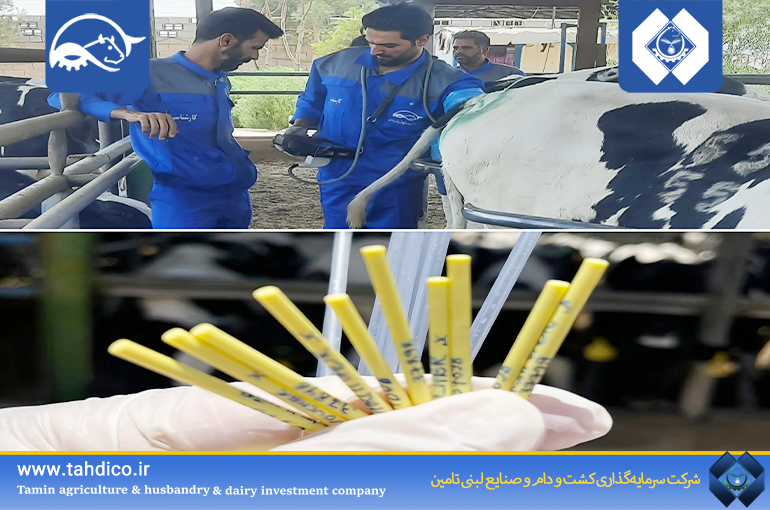 Goldasht Nemooneh Isfahan Takes a New Step in Herd Genetic Improvement; First Embryo Transfer Program Successfully Completed