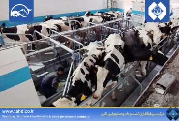 Operational Launch of the 9 Trillion-Rial “Shirvan” Mega-Project Begins with Arrival of First Dairy Herd