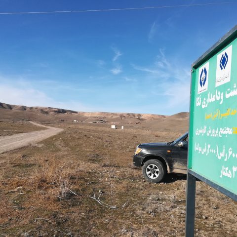 دامداری 3000 راس مولد کلیبر