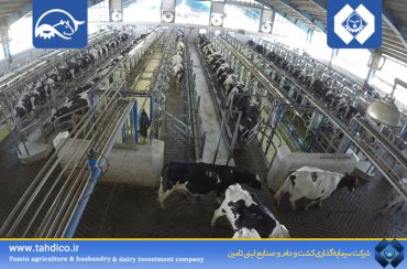 ثبت رکورد ۴۵ کیلوگرم تولید شیر در مجتمع دامداری درگزین شرکت کشت و دام گلدشت نمونه اصفهان