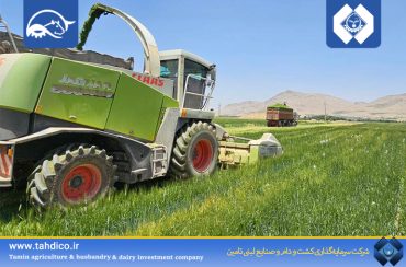 آغاز برداشت قصیل جو در شرکت گلدشت نمونه اصفهان؛ گامی مؤثر در تقویت زنجیره تأمین خوراک دام