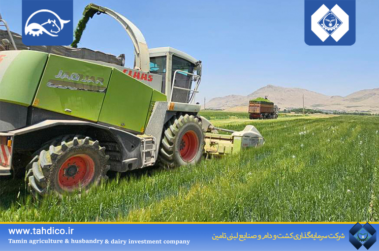 آغاز برداشت قصیل جو در شرکت گلدشت نمونه اصفهان؛ گامی مؤثر در تقویت زنجیره تأمین خوراک دام