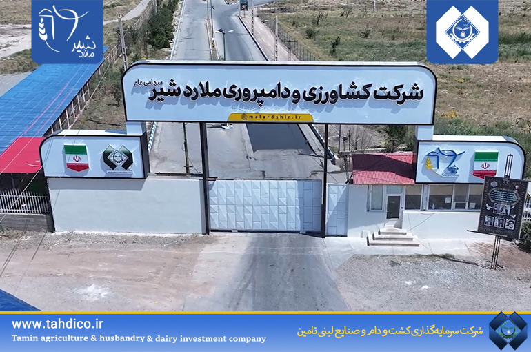 عملکرد درخشان «ملارد شیر»: صعود ۹.۲ درصدی آبستنی تلیسه، افق‌های جدید سودآوری