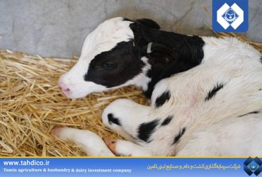 تولد نخستین گوساله حاصل از صادرات جنین ممتاز گاو هلشتاین شرکت فکا به کشور کره