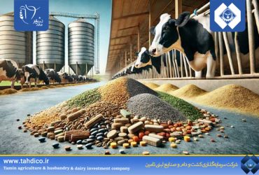 افزایش ۵۴ درصدی شاخص سلامت آبستنی در تلیسه‌ های شرکت ملاردشیر