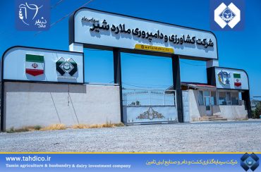 افزایش 10درصدی تولید شیر خام شرکت ملاردشیر در سه‌ ماه نخست سال 1404