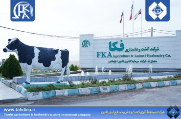 رکوردشکنی شرکت کشت و دامداری فکا در تولید شیر نژاد جرسی