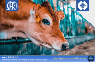 افزایش 45 درصدی درآمد عملیاتی  شرکت دانش بنیان کشت ودامداری فکا در بهار 1404