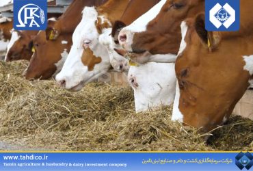 شرکت فکا در سه‌ماهه نخست سال جاری، رشد بی‌سابقه ۳۰۰ درصدی سود خالص را تجربه کرد