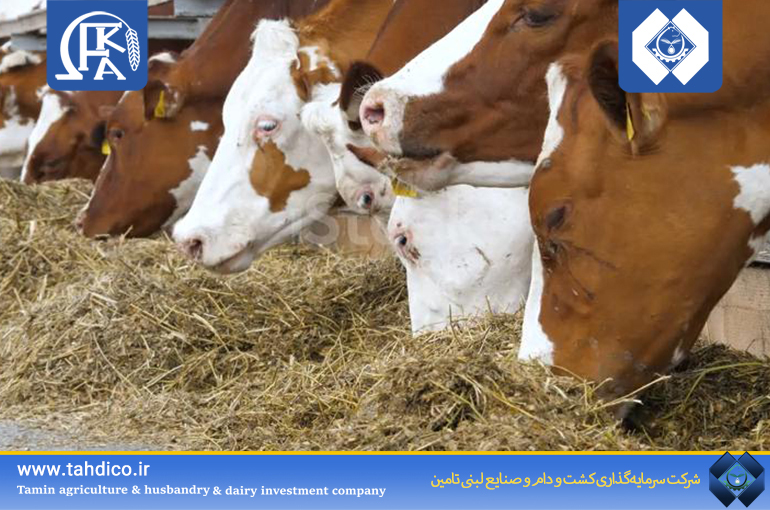 شرکت فکا در سه‌ماهه نخست سال جاری، رشد بی‌سابقه ۳۰۰ درصدی سود خالص را تجربه کرد