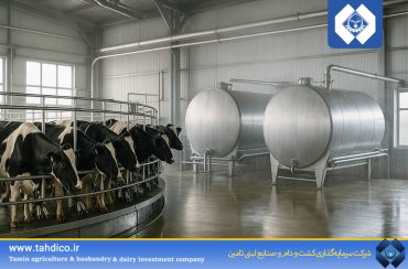یک‌سوم تولید شیر شرکت‌های بورسی در اختیار تادیکو؛ ۲۳۶ هزار تن ثبت شد