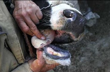 تب برفکی در حیوانات