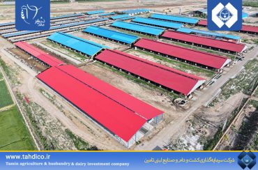 رشد 12 درصدی گیرایی گاوهای شیری شرکت ملاردشیر در 9 ماهه 1404 نسبت به دوره مشابه سال گذشته