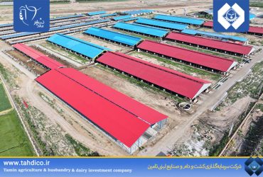 رشد 12 درصدی گیرایی گاوهای شیری شرکت ملاردشیر در 9 ماهه 1404 نسبت به دوره مشابه سال گذشته