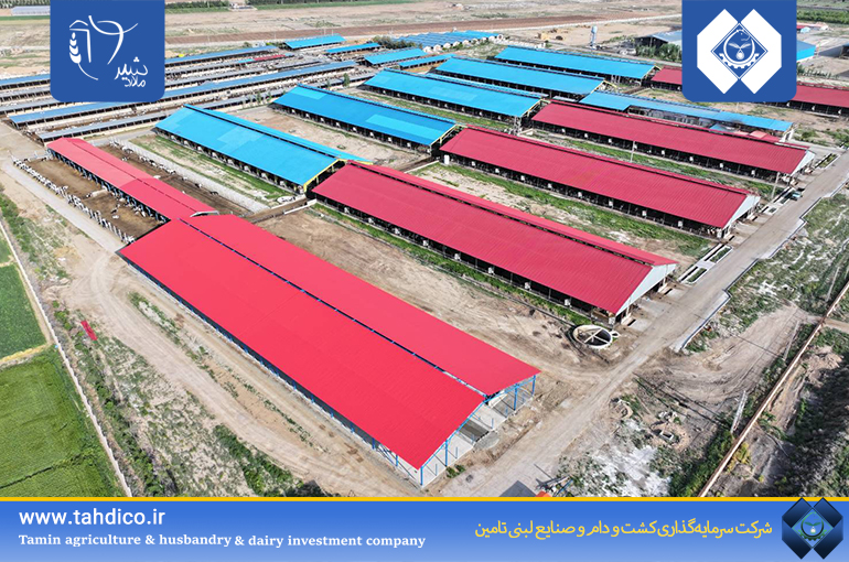 رشد 12 درصدی گیرایی گاوهای شیری شرکت ملاردشیر در 9 ماهه 1404 نسبت به دوره مشابه سال گذشته