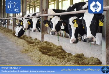 رشد 5 درصدی تولید روزانه شیر در 8ماهه سال 1404 نسبت به دوره مشابه سال گذشته در شرکت ملاردشیر