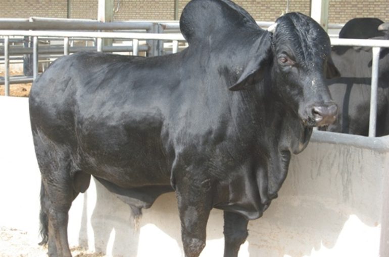 بررسی خصوصیات تولیدی و نژادی گاو سیستانی و مقایسع عملکرد آن با سایر نژادهای گوشتی بومی و خارجی