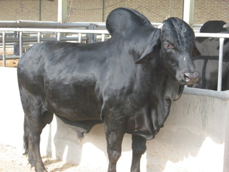 بررسی خصوصیات تولیدی و نژادی گاو سیستانی و مقایسع عملکرد آن با سایر نژادهای گوشتی بومی و خارجی