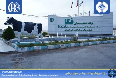 شرکت فکا؛ هاب راهبردی امنیت غذایی استان اصفهان در حوزه دامپروری و تولیدات دامی