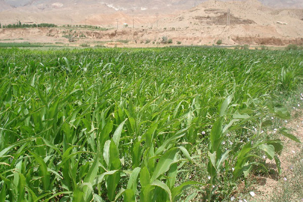 ایجاد تعادل در تأمین علوفه پایدار در دامپروریهای صنعتی کشور با رویکرد کشاورزی قراردادی