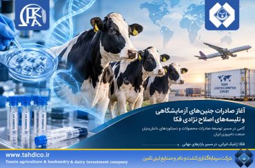 ورود هلدینگ تادیکو به بازار جهانی ژنتیک دام با آغاز صادرات جنین‌های IVF فکا