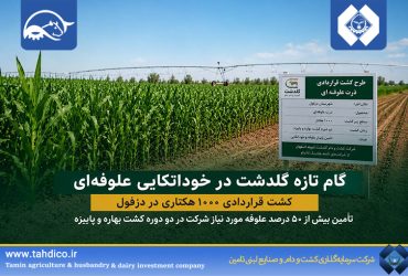 گام استراتژیک تادیکو برای خوداتکایی علوفه‌ای؛ کشت ۱۰۰۰ هکتاری در دزفول توسط گلدشت