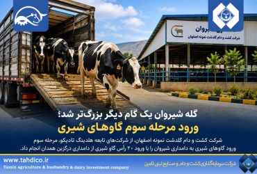 گام تازه هلدینگ تادیکو در توسعه زنجیره شیر کشور؛ اجرای مرحله سوم ورود دام به مجتمع شیروان