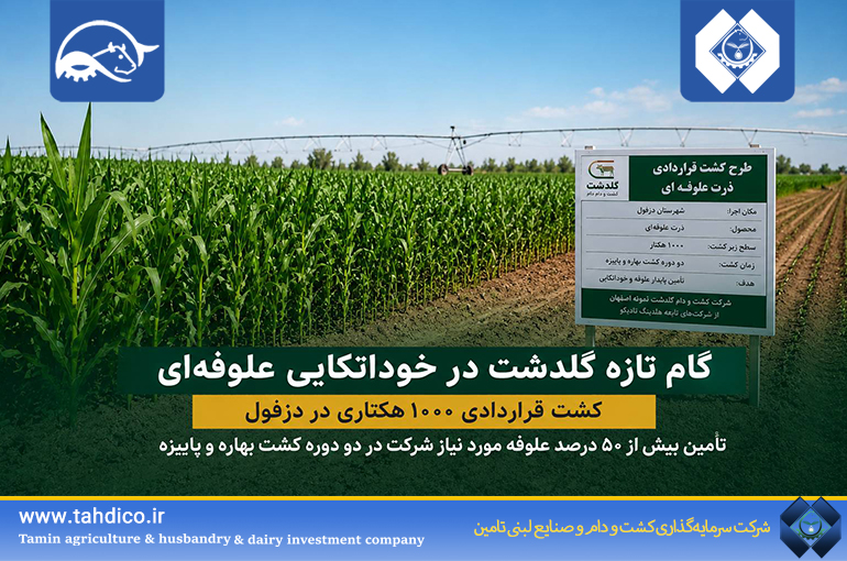 گام استراتژیک تادیکو برای خوداتکایی علوفه‌ای؛ کشت ۱۰۰۰ هکتاری در دزفول توسط گلدشت
