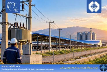 گام تازه هلدینگ تادیکو در توسعه زیرساخت‌های دامپروری؛ اتصال شبکه برق پروژه ۶ هزار رأسی ملایر به شبکه سراسری