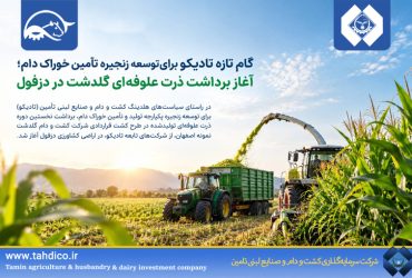 گام تازه تادیکو برای توسعه زنجیره تأمین خوراک دام؛ آغاز برداشت ذرت علوفه‌ای گلدشت در دزفول