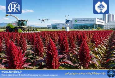 گام بلند هلدینگ تادیکو در تحول کشاورزی پایدار؛ ثبت رکورد ۵۶ تن علوفه در هکتار با الگوی کشت هوشمند