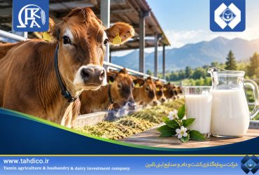 جهش تولید در هلدینگ تادیکو؛ رشد ۲۴ درصدی تولید شیر گله جرسی در فکا