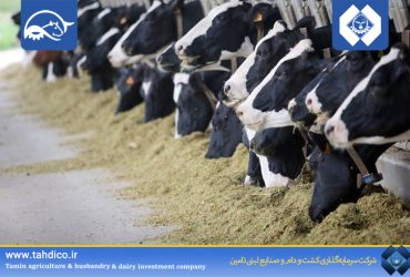 رشد ۱۶۲ درصدی فروش در هلدینگ تادیکو؛ عملکرد درخشان گلدشت نمونه اصفهان در نیمه نخست ۱۴۰۵